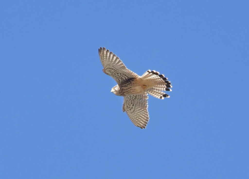 チョウゲンボウ