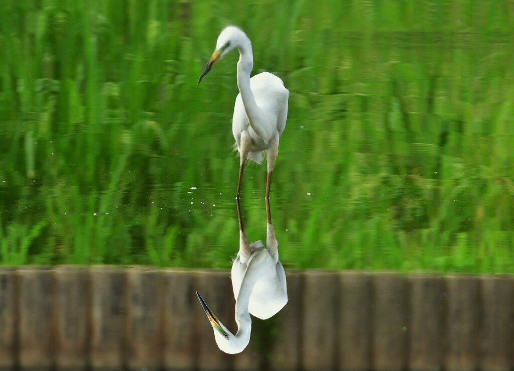 白映え