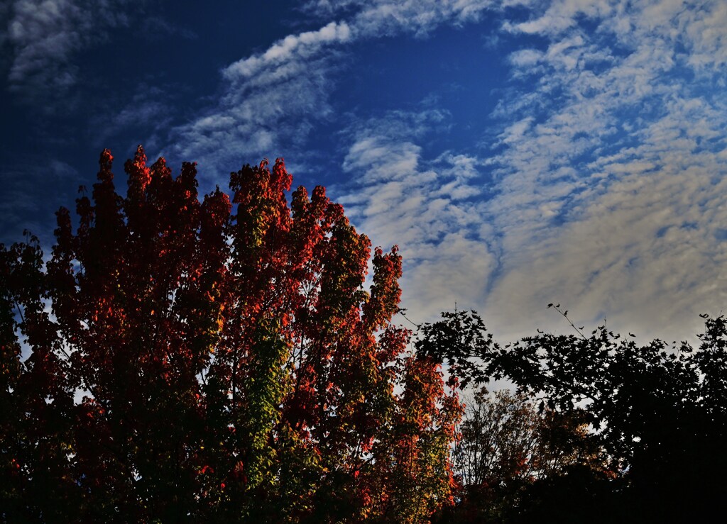 秋空