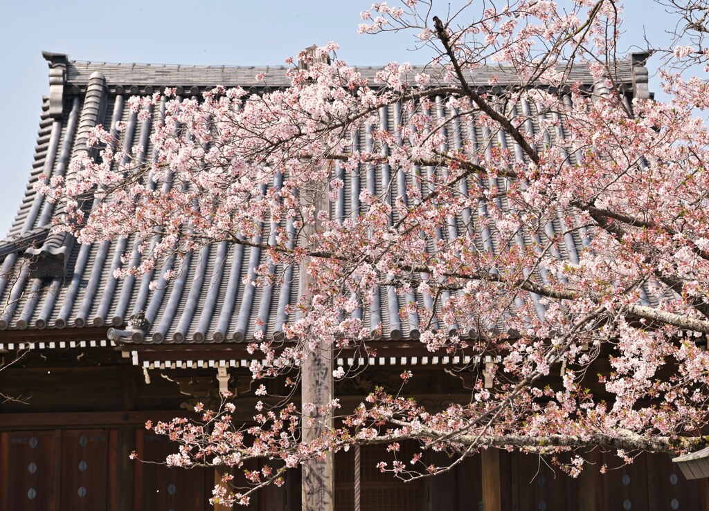 本堂に桜