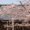 本堂に桜