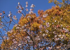 黄葉と桜