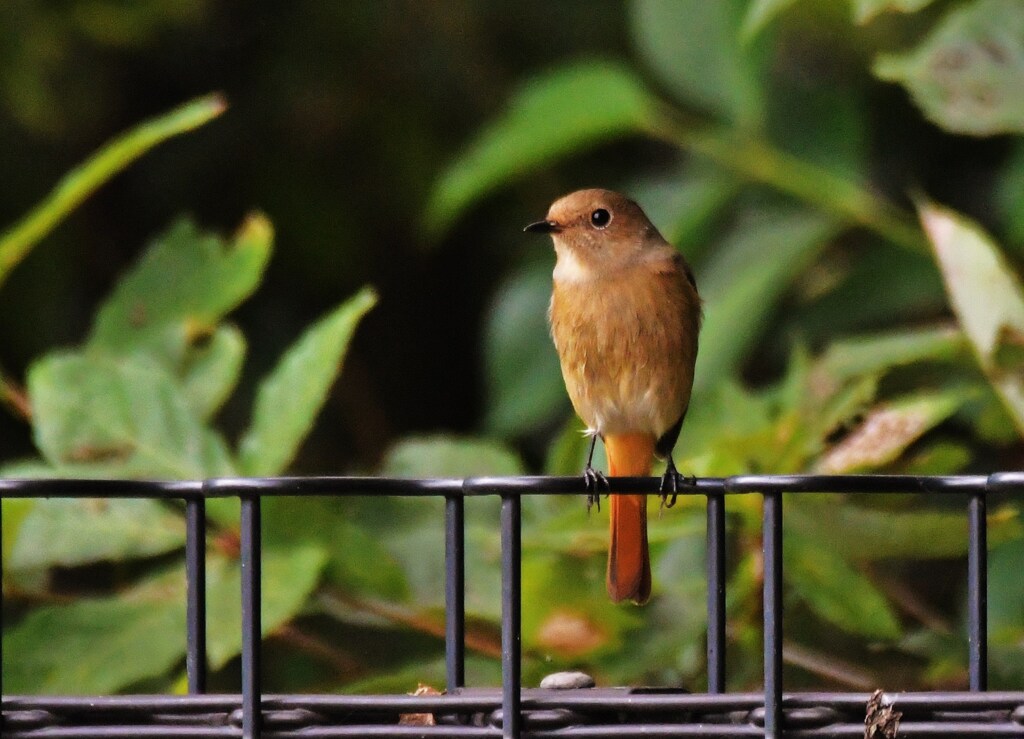 ジョウビタキ♀