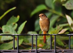 ジョウビタキ♀