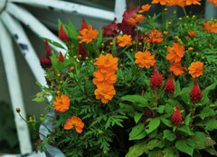 花輪