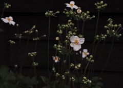 点咲