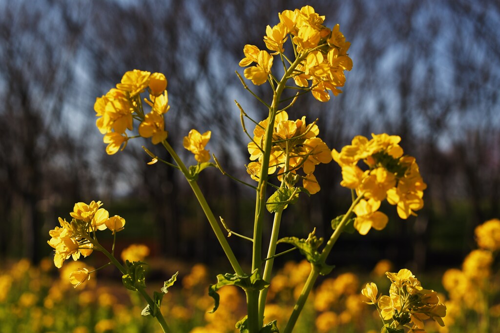 冬の花