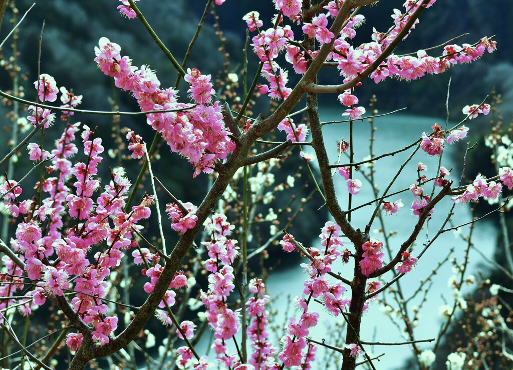 紅梅と雲海
