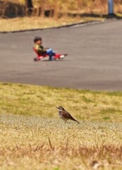 小鳥と遊ぶ