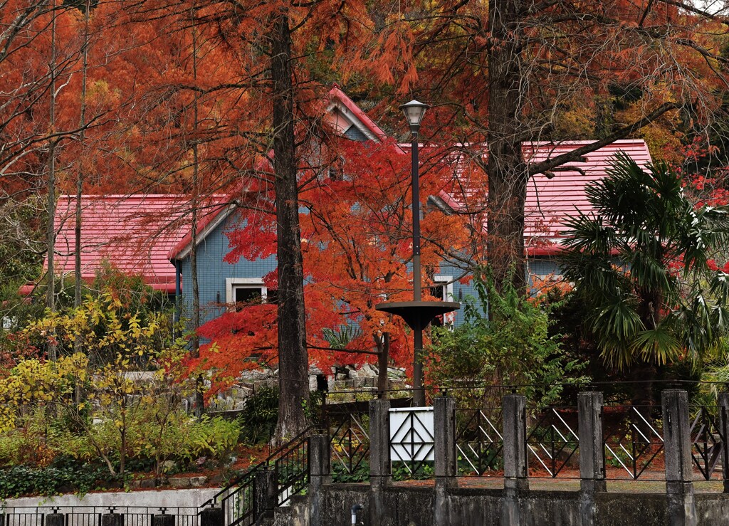 紅い屋根