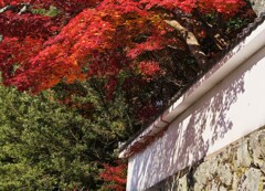 紅影