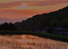 夕暮の水田