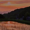 夕暮の水田