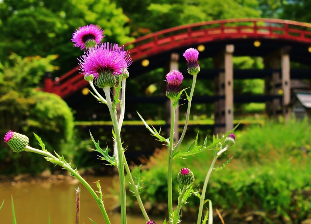 朱橋