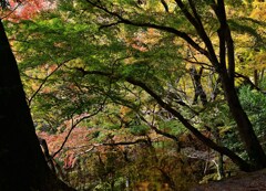 紅葉