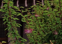 花凛