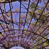 藤のアーケード