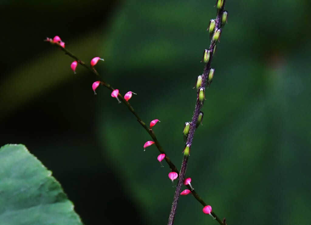 紅白