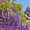紫のカーテン