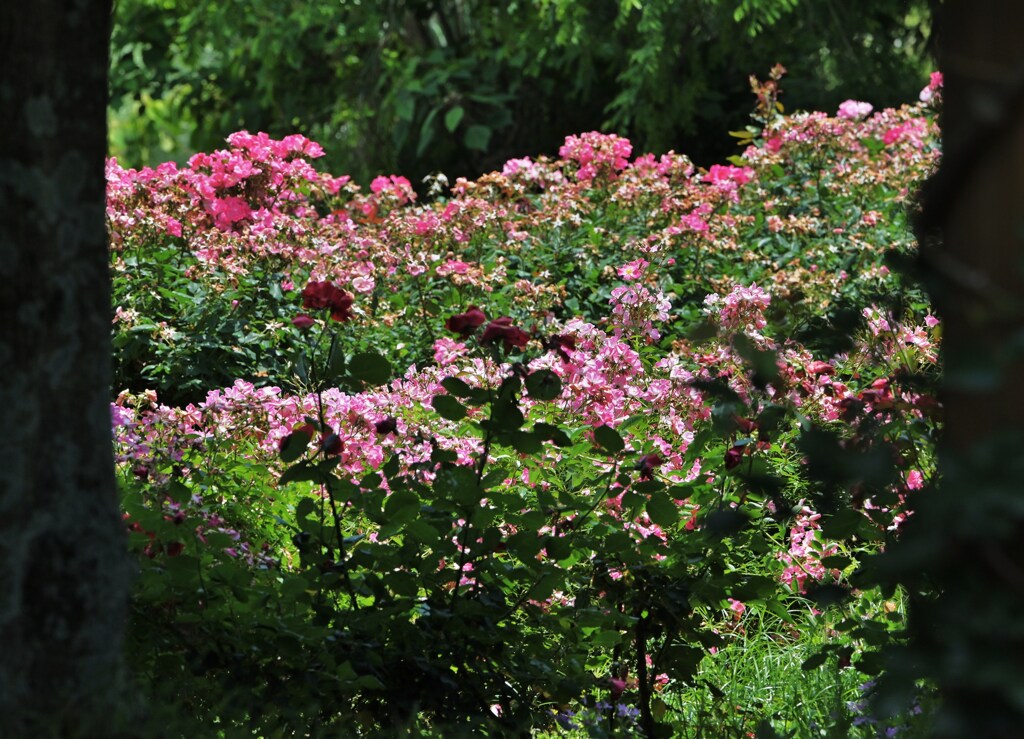 薔薇