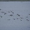 カモの飛翔