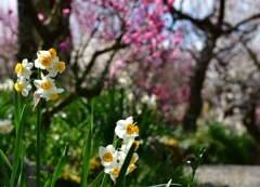 すいせんの景色