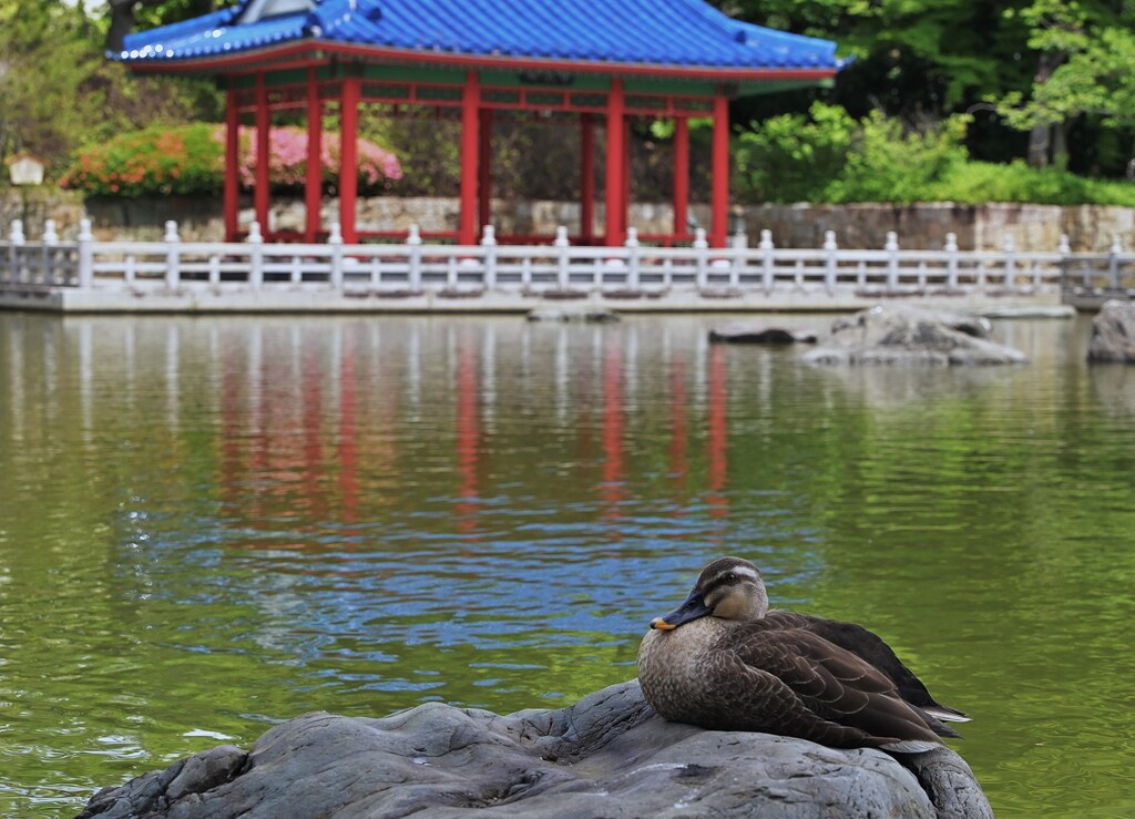 背景は