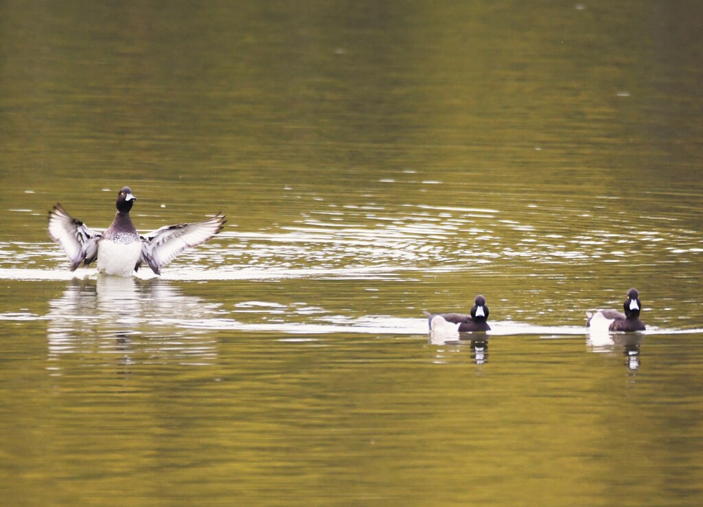 キンクロハジロ