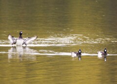 キンクロハジロ