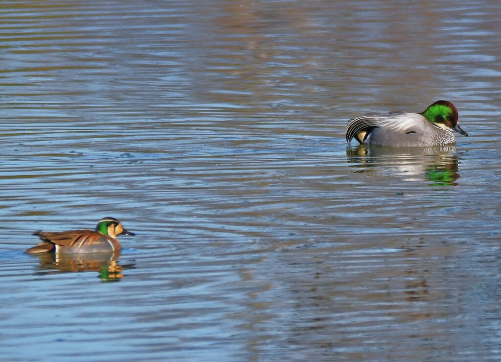 トモエガモとヨシガモ