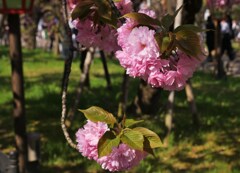 花塊