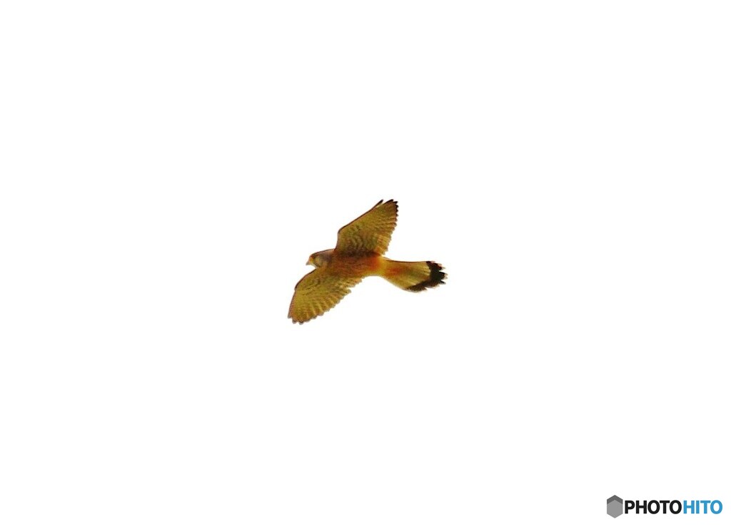 チョウゲンボウ