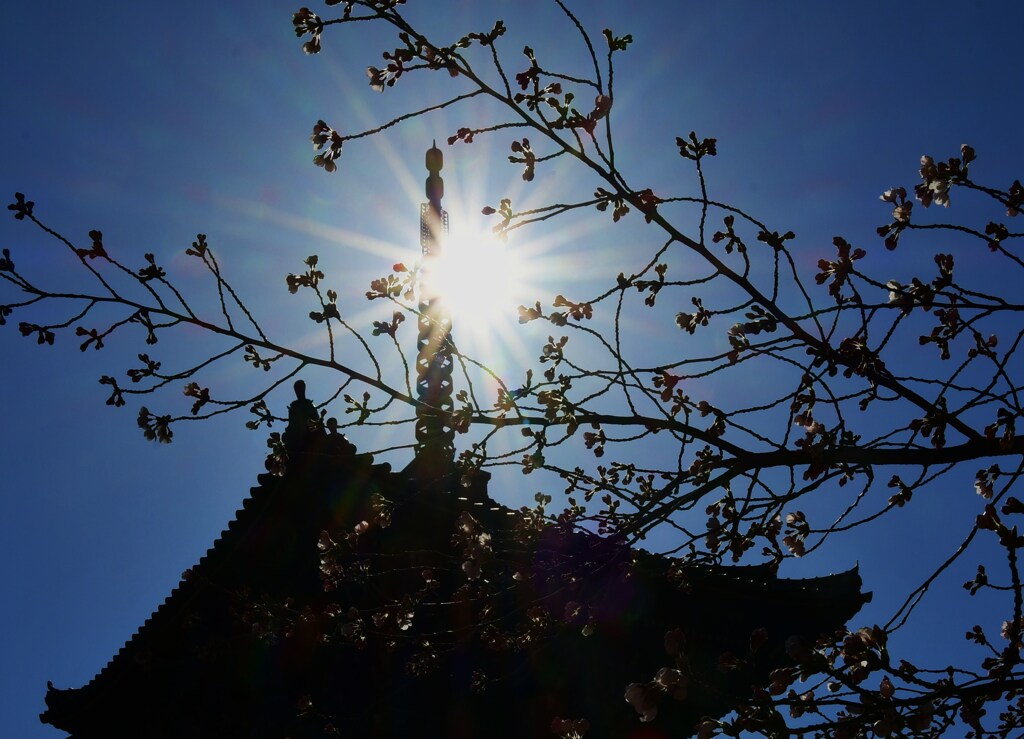 咲き輝く