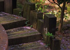 散り始め