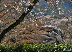 悠久の花