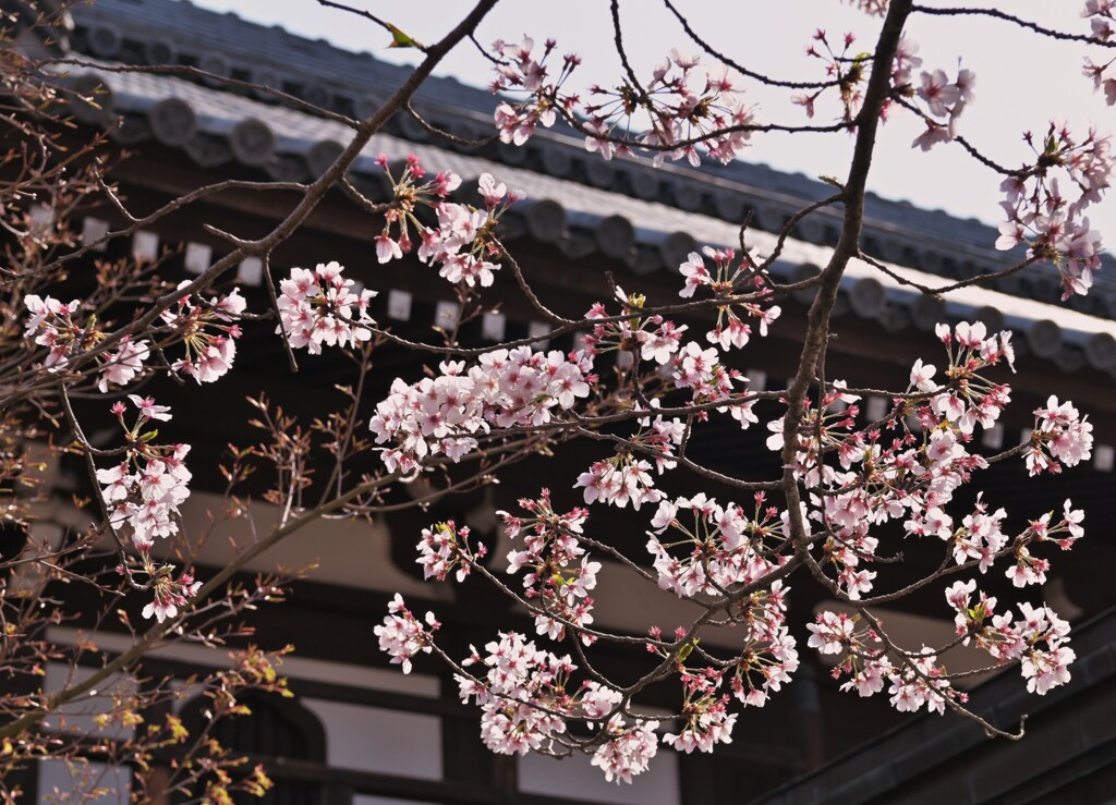 山門に桜