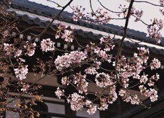 山門に桜
