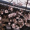 山門に桜