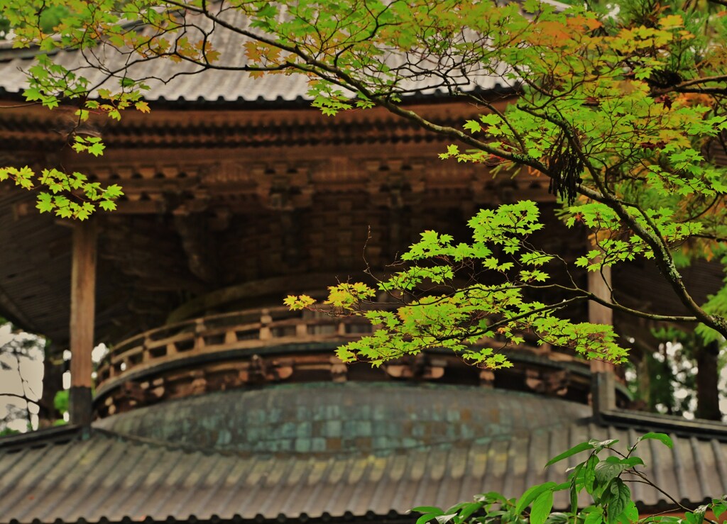 多宝