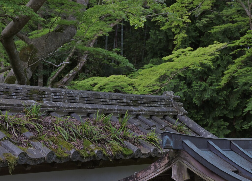 屋根と生きる