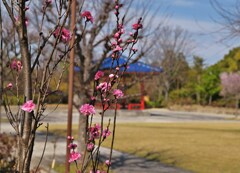 花に映ゆ