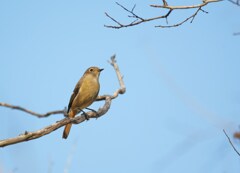 ジョウビタキ♀