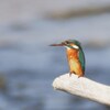 カワセミ