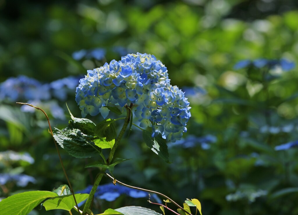 紫陽花の海