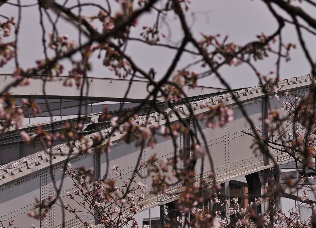 銀橋の春