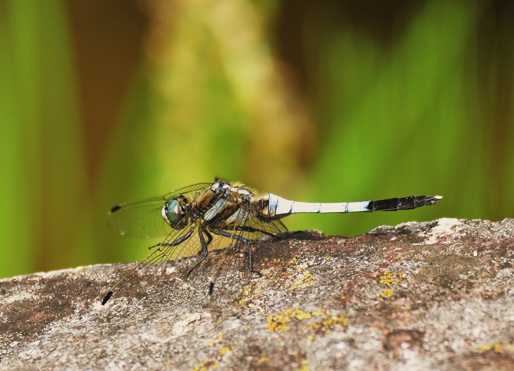 シオカラトンボ