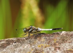 シオカラトンボ