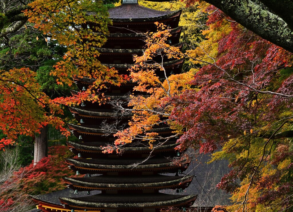 紅葉
