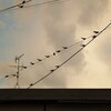 ツバメ