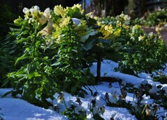 雪と造形